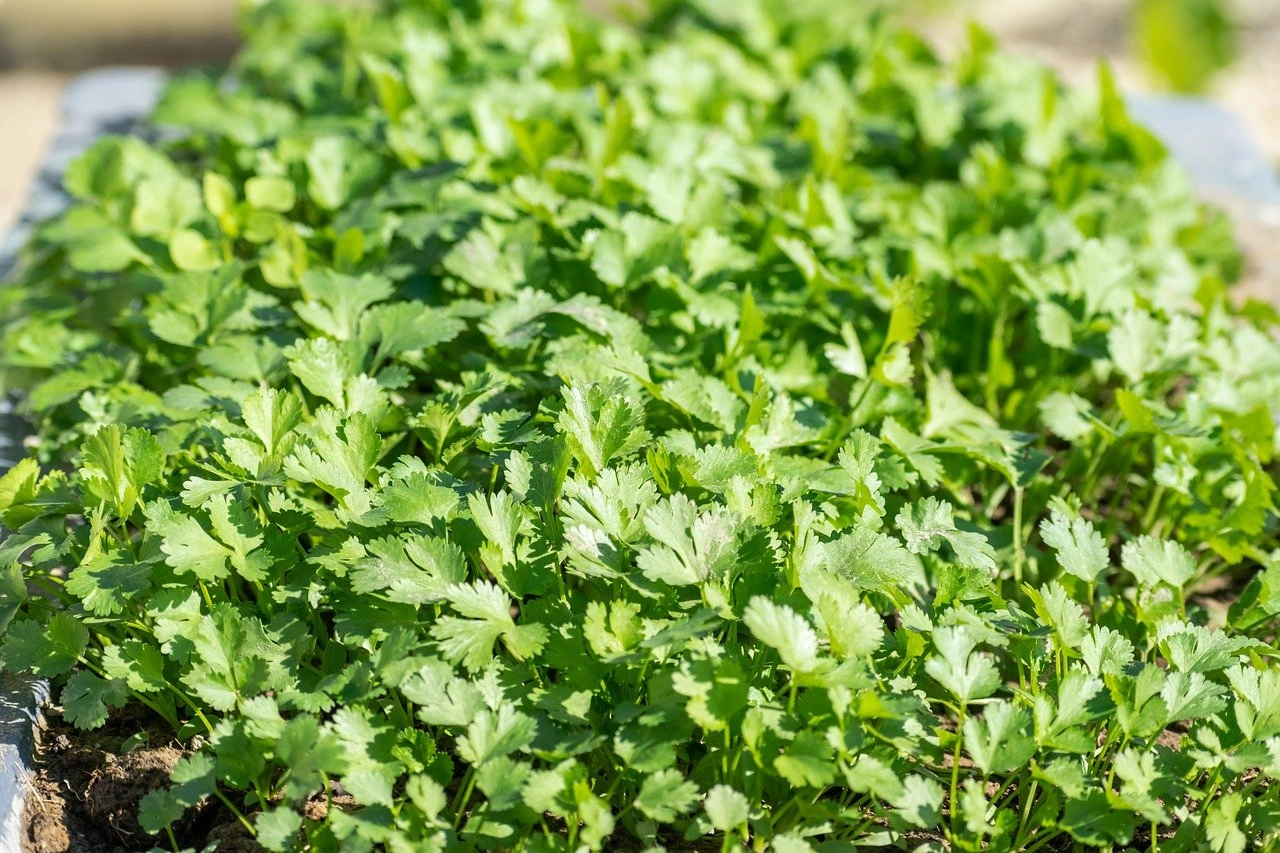 Fresh Vegetables